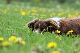 BORDER COLLIE 1010